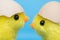 Two baby chick and cracked egg on their heads. Toy birds hatching out of an egg shell