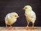 Two baby Chicks. Chicken with white and yellow feathers, a pink beak