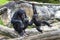Two baby Chimpanzees playing