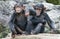 Two baby Chimpanzees sitting side by side