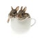 Two baby cottontail bunny rabbits in cup