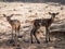 Two baby deers (Cervus elaphus) friends in summer in a dry fores