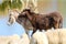 Two baby donkeys play between a flock of sheep