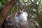 Two Baby Egrets in nest