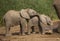 Two Baby elephant at water hole