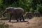 Two baby elephants following mother through bushes