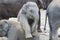 Two baby elephants playing