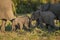 Two baby elephants in sunshine and shade