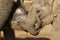 Two baby elephants wrestling