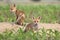 Two baby European red foxes in the spring corn field