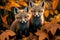 Two baby foxes sitting in fall leaves