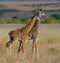 Two baby giraffe in savanna. Kenya. Tanzania. East Africa.