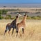 Two baby giraffe walk on the savannah