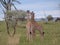 Two baby giraffes eating together