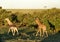 Two baby giraffes waling along bushes during sunset