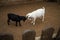 Two baby goats black and white