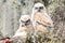 Two baby great horned owls blending in with spanish moss and resurrection fern in live oak tree