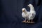 Two baby Hamburg Chicken are standing on dark cloth background