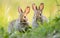 two baby hares in green summer wood grass Easter holiday card