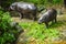 Two baby hippopotamus eating green grass