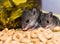 Two baby house mice loose in a kitchen cabinet.