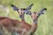 Two baby Impalas starring at the camera.