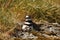 Two baby Killdeer nestled into a parent in rocky grass