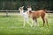 Two baby lamas on a farm yard