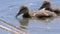 Two Baby Mallard Ducklings Swimming in Lake