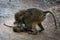 Two baby olive baboons fight on track