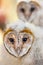 Two baby owls