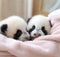 Two baby panda with pink blanket