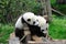 Two baby pandas are playing