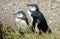 Two baby pinguins