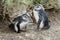 Two baby pinguins