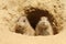 Two baby prairie dogs looking out of their burrow