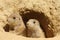 Two baby prairie dogs looking out of their burrow