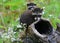 Two baby raccoons playing in a hollow stump.