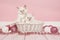 Two baby ragdoll cats in a basket with pink christmas decoration
