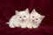 Two baby ragdoll cats lying down on a burgundy velvet plain