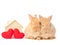 Two baby red-brown rabbits with red heart and toy house on white background.