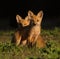Two baby red fox kits looking at camera in perfect morning light,  one slightly shadowed by the first one