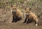 Two baby red fox kits outside of their forest den