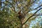 Two baby Robins waiting to be fed in a nest in a Crabapple tree in Wisconsin