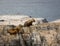 Two baby sea lion pups walking over rock cliff island in the sea