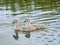 Two baby Signets on River - together side by side