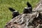 Two Baby Skunks on a Log with Tails Up