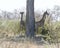 Two baby Southern Giraffes in the African bush