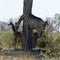 Two baby Southern Giraffes in the African bush