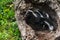 Two Baby Striped Skunks (Mephitis mephitis) in Log